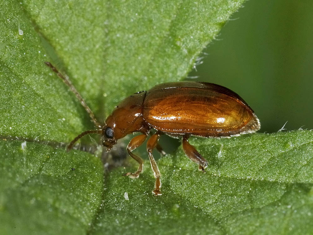 Neocrepidodera transversa (cf.) - Chrysomelidae